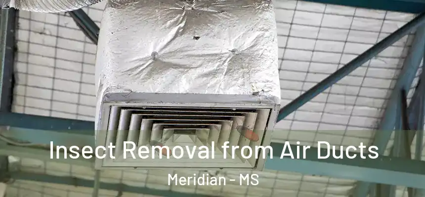  Insect Removal from Air Ducts Meridian - MS