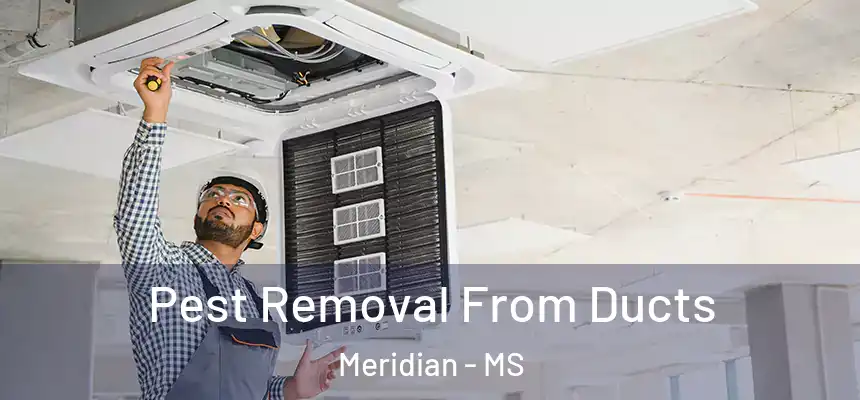 Pest Removal From Ducts Meridian - MS