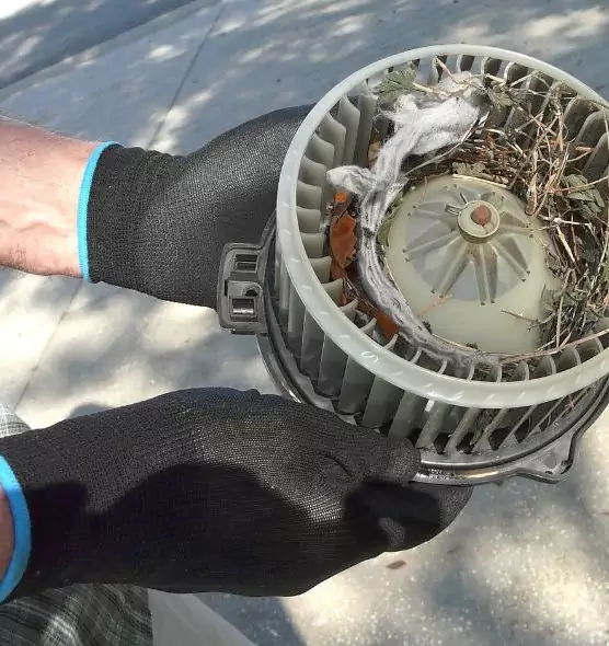 About Air Duct Mice Removal in Meridian, MS